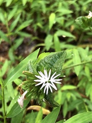 Elephantopus tomentosus