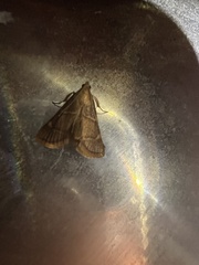 Hypsopygia binodulalis