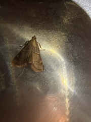 Hypsopygia binodulalis