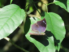 Memphis moruus
