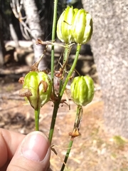 Lilium parvum
