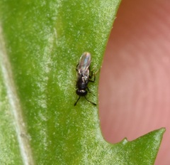Encyrtinae