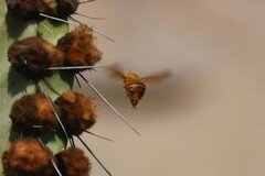 Neoxylocopa