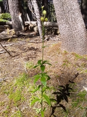 Lilium parvum