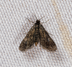 Elophila tinealis