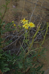 Jacobaea schischkiniana