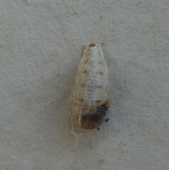 Dioprosopa clavata