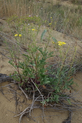 Jacobaea schischkiniana