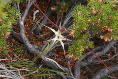 Brachyloma ericoides