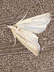 Pediasia trisecta