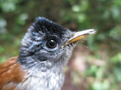 Terpsiphone atrochalybeia