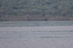 Aechmophorus clarkii