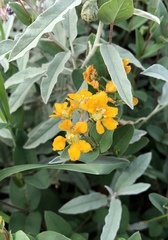 Aspicarpa hirtella