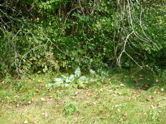 Pulmonaria officinalis