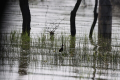 Jacana spinosa