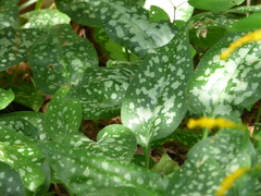 Pulmonaria officinalis