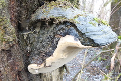 Phellinus igniarius