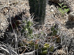 Corynopuntia invicta