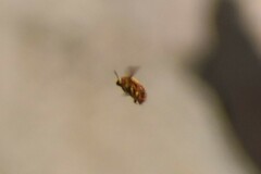 Neoxylocopa