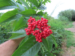 Sambucus racemosa