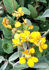 Aspicarpa hirtella