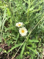 Lactuca indica