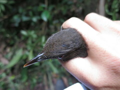 Turdus olivaceofuscus