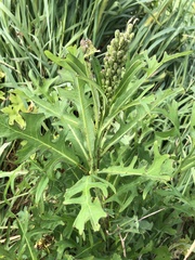 Lactuca indica