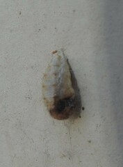 Dioprosopa clavata