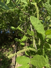 Coccoloba liebmannii
