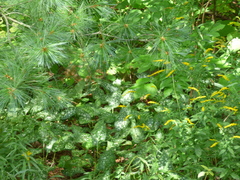 Pulmonaria officinalis