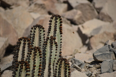 Neoxylocopa
