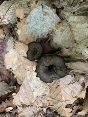 Craterellus fallax