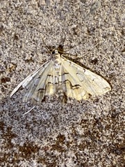 Elophila icciusalis