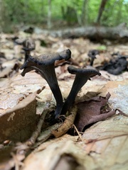 Craterellus fallax