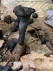Craterellus fallax