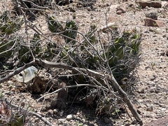Corynopuntia invicta