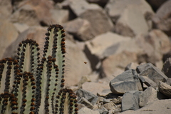 Neoxylocopa