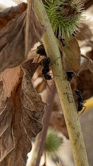 Camponotus pennsylvanicus