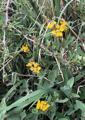 Aspicarpa hirtella