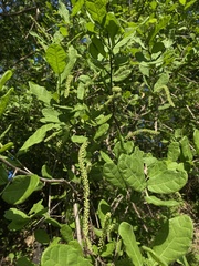 Coccoloba liebmannii