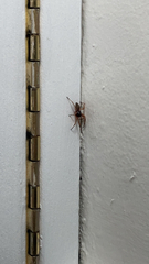 Trachelas tranquillus