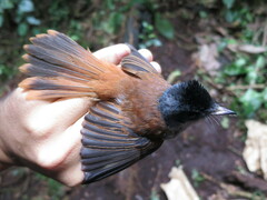 Terpsiphone atrochalybeia