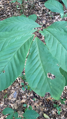 Asimina triloba