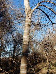 Gleditsia triacanthos inermis