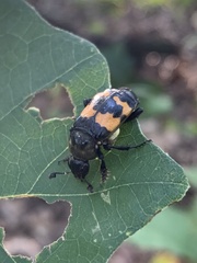 Nicrophorus tomentosus