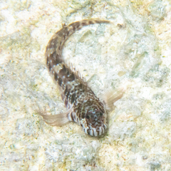 Entomacrodus nigricans