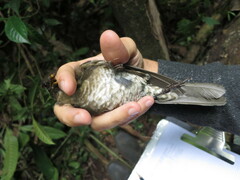 Turdus olivaceofuscus