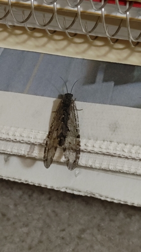 Polystoechotes punctata photo 5