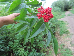 Sambucus racemosa